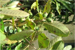 Psidium guajava